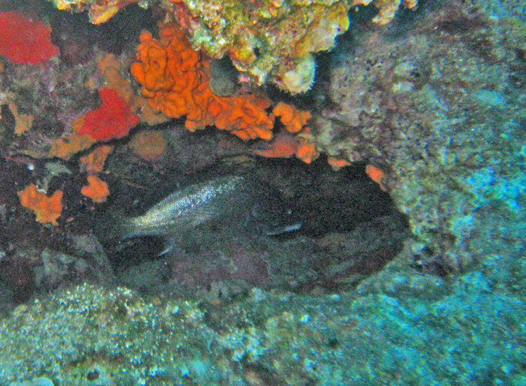 Riconoscibile? Pesce a puntate... (Sciaena umbra)